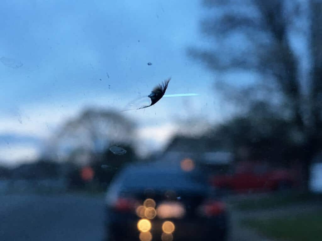 windscreen chip